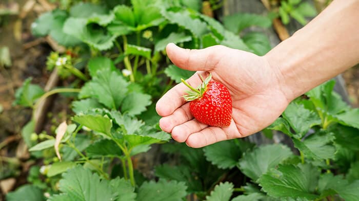 Autonomous farming - Strawberry picking
