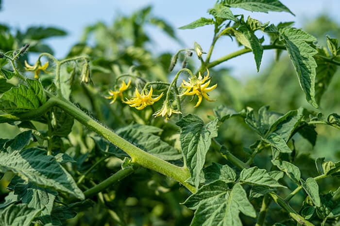 Flowering tomato plants