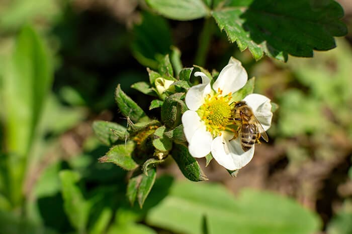 A bee pollinating a strawberry flower